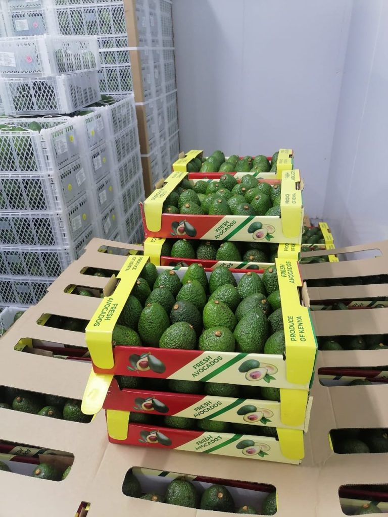 Kenya’s leading Hass avocado exporters to Europe and UAE