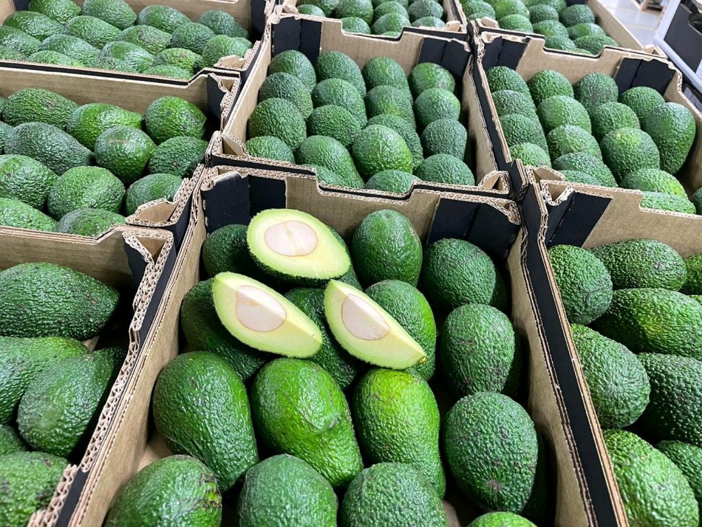 Kenya’s leading Hass avocado exporters to Europe and UAE