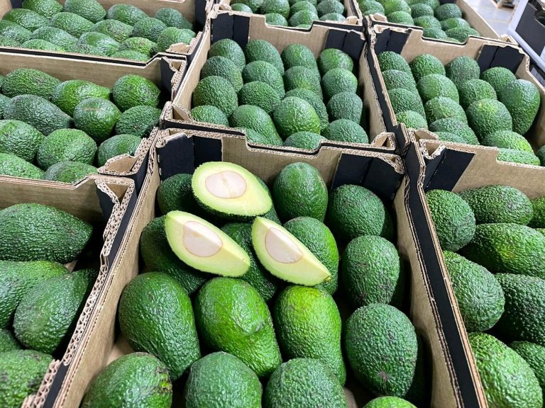 Kenya’s leading Hass avocado exporters to Europe and UAE