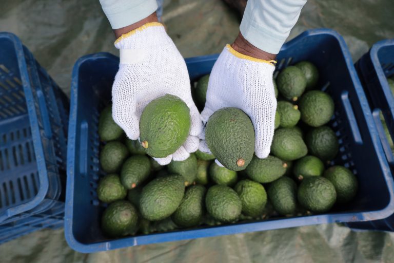 empleado sostiene 2 aguacates luego de recolectados en los campos de cultivos